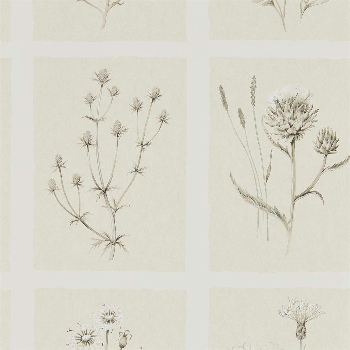 Little Thistles Ecru